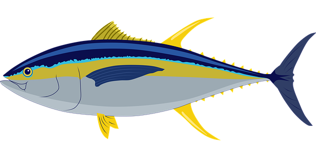 tuna, yellow fin tuna, fish